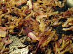 Close up of onions caramelizing